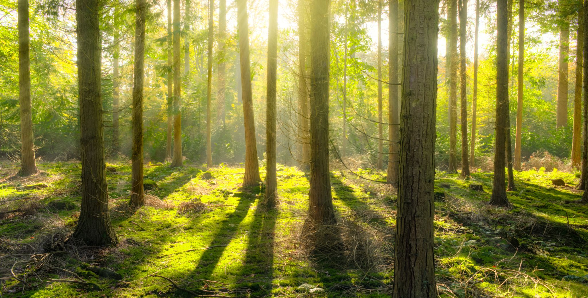 Blog-Faune-Esprit-de-la-nature-Melodie-Sachs-3