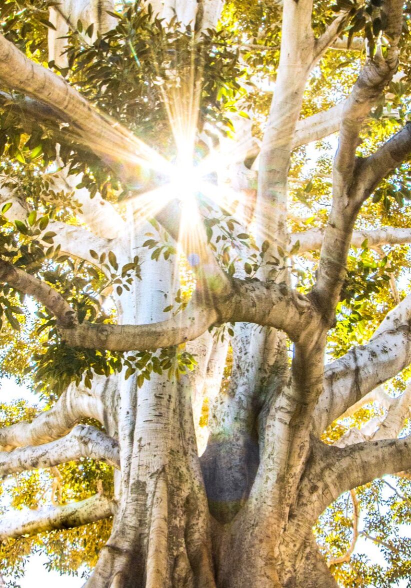 Melodie_Sachs_Fond_33